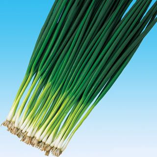 ネギ ネギ 種 【 やまひこ 】 1L ( ネギの種 ) | 農業屋.com