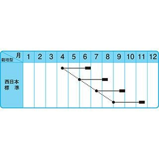 ネギ 種 【 やまひこ 】 20ｍｌ ( ネギの種 )