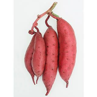 さつまいも苗 | 農業屋.com