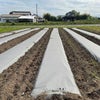 紙マルチ　厚み0.085mm×幅95cm×長さ20ｍ 菜園用