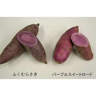 さつまいも苗 【 ふくむらさき 紫芋 】10本 【予約販売 芋づる ふくむらさき芋苗1000本20日から発送