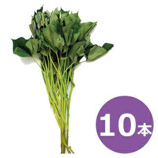  さつまいも苗 【 ふくむらさき 紫芋 】10本 【予約販売 芋づる さつまいも 苗】