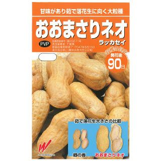 ③✨千葉県産✨落花生✨おおまさりネオ種✨500粒✨ 落花生 種 【 おおまさりネオ（むき実） 】 30ml ( ラッカセイの種