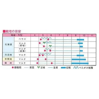  落花生 種 【 おおまさりネオ（むき実） 】 30ｍｌ ( ラッカセイの種 )