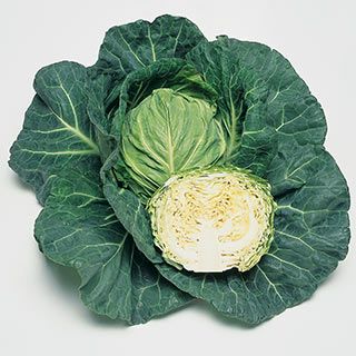 キャベツ苗 春どりあまうま　ゆいな 6本セット