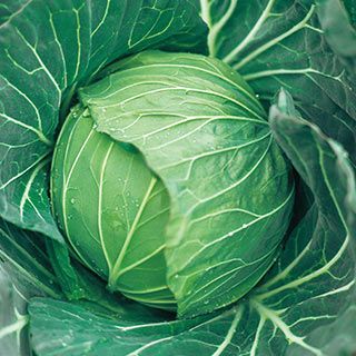 キャベツ苗 スイーツキャベツ（とくみつ） 6本セット【予約販売
