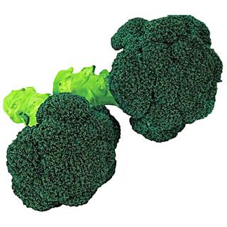 ブロッコリー苗 夢ひびき 6本セット【予約販売】