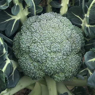 ブロッコリー苗 春どりやわらか　ゆめさくら 6本セット