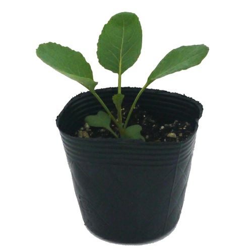 ブロッコリー苗 春どりやわらか　ゆめさくら 6本セット