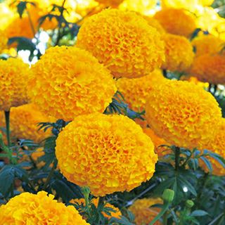 マリーゴールド | 農業屋.com