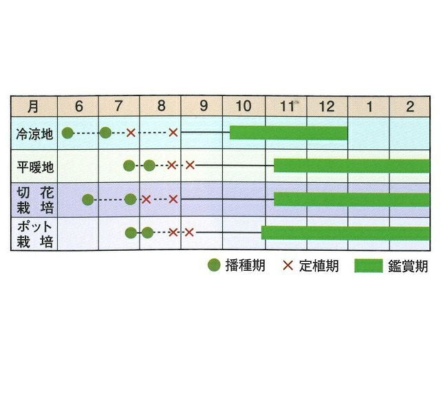 葉牡丹 種 【 ムーンライト 】 小袋 ( 葉牡丹の種 ) | 農業屋.com