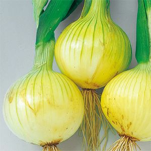  玉ねぎ 種 【 スーパーこがね 】 10ｇ ( 玉ねぎの種 )