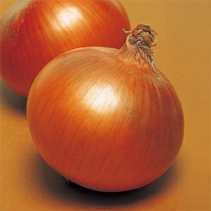 玉ねぎ 種 【 豊産こがね 】 小袋 ( 玉ねぎの種 )