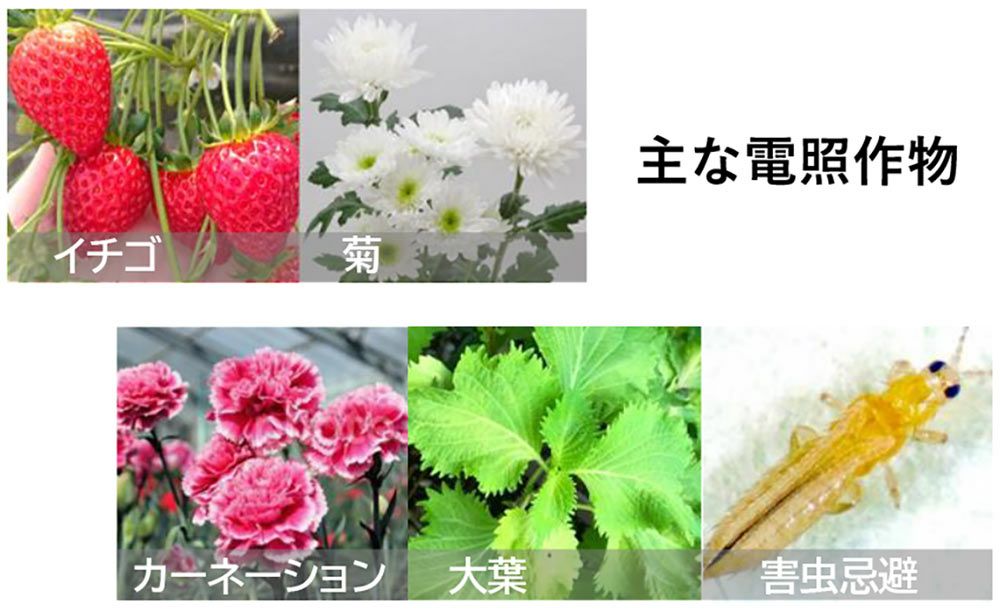 電照用ＬＥＤ電球 NEXLIGHT BALL ネクストライトボール