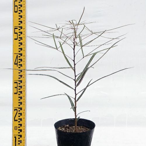 苗木 クイーズランドボトルツリー 15cmポット | 農業屋.com