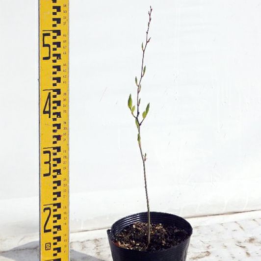 苗木 ヤマコウバシ 15cmポット | 農業屋.com