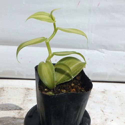苗木 バニラ 7.5cm～9cmポット | 農業屋.com
