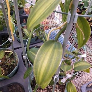 苗木 バニラ 18cmスリット鉢 | 農業屋.com