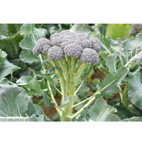 ブロッコリー | 農業屋.com