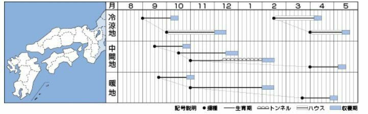 ホウレンソウ 種 【 福兵衛 】 Ｌ3万粒　（エボプライム種子）