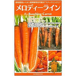 さつまいも苗 【 鳴門金時 （紅高系） 】 100本 【予約販売 芋づる