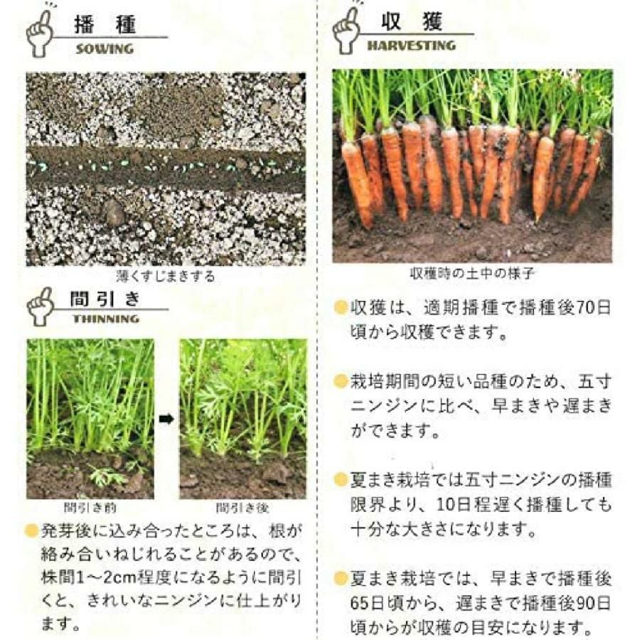 ニンジン 種 【 メロディーライン 】 ペレット1,000粒 ( ニンジンの種