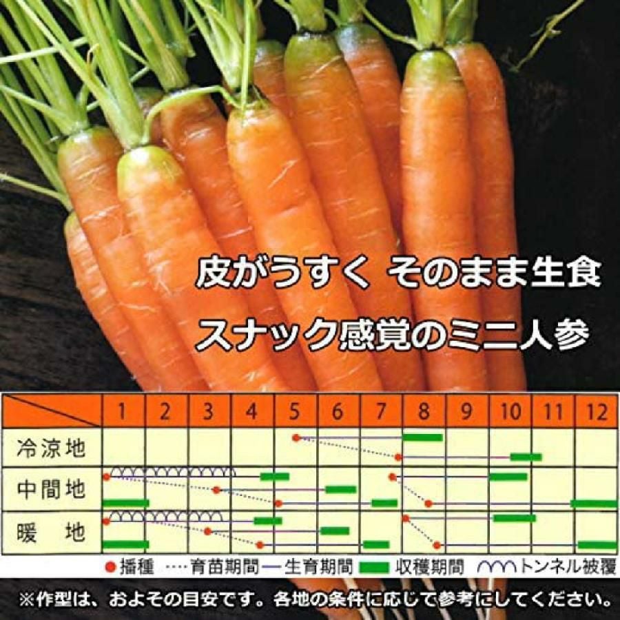ニンジン 種 【 メロディーライン 】 ペレット1万粒 ( ニンジンの種