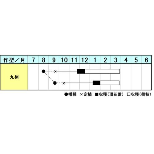 ブロッコリー 種 【 セカンドインパクト 】 コート5000粒