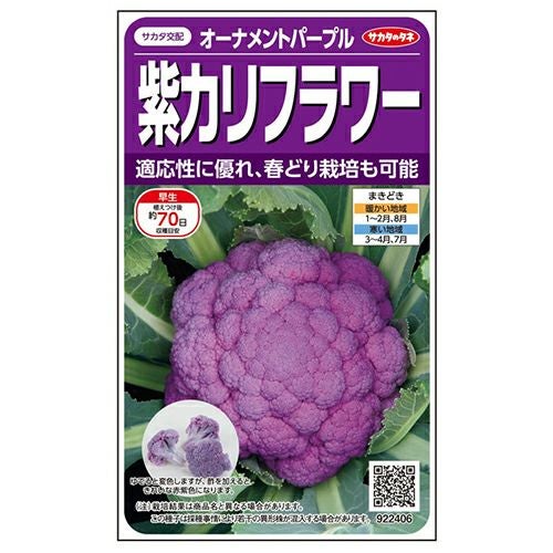 紫カリフラワー 種 【 オーナメントパープル 】 実咲小袋 ( 紫