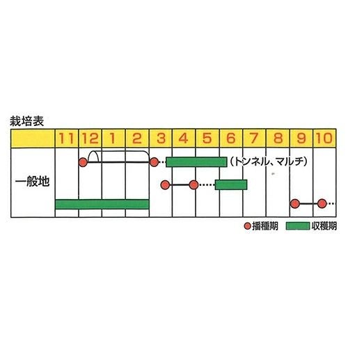 ダイコン 種 【 サラダ大根 改良四季の味 】 小袋（3ml） ( ダイコンの