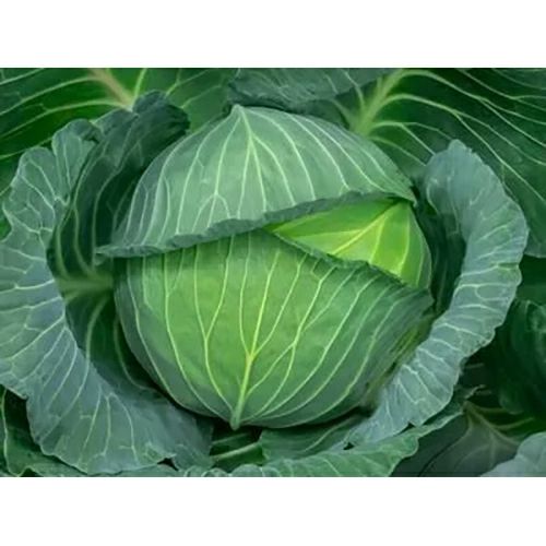 キャベツ 種 【 風あすか 】 コートL5000粒 ( キャベツの種 ) | 農業屋.com