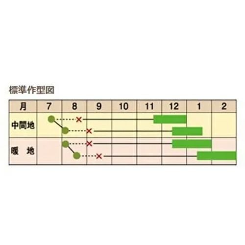 キャベツ 種 【 風あすか 】 コートL5000粒 ( キャベツの種 ) | 農業屋.com