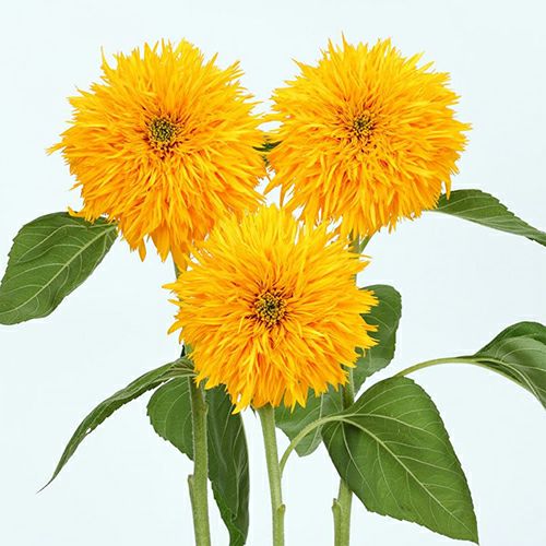 ひまわり | 農業屋.com