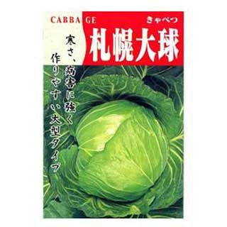 キャベツ 種 【 札幌大球（4号）（さっぽろたいきゅう） 】 20ｍｌ ( キャベツの種 )