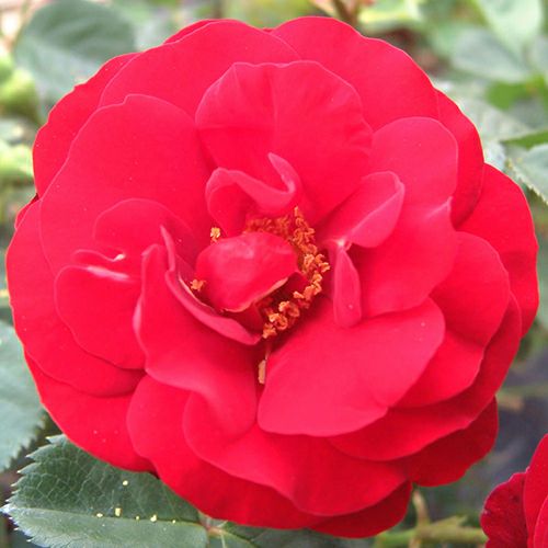 バラ苗 新苗商品一覧 | 農業屋.com