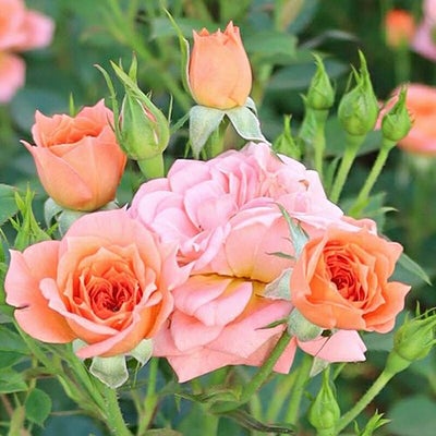 ミニチュアローズ(ミニバラ) | 農業屋.com