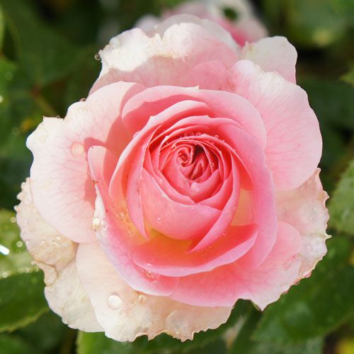 ピンク系 | 農業屋.com