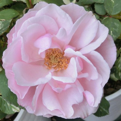 バラ苗 新苗商品一覧 | 農業屋.com