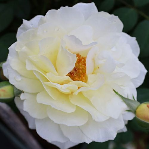 黄色系 | 農業屋.com