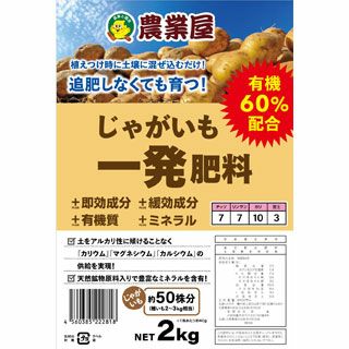 バラ苗(予約販売) 【ホワイトクリスマス】 2年大株苗 4号鉢