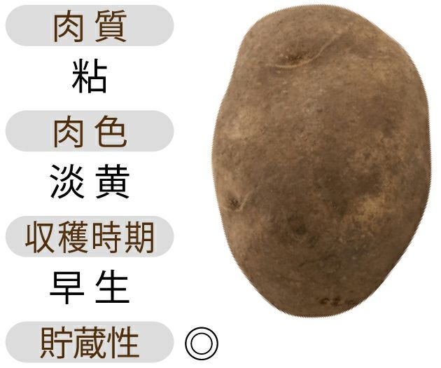 じゃがいも 種芋 【予約】 【 北海黄金(ほっかいこがね) 500g 入り