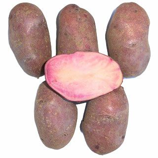 じゃがいも 種芋 【予約】 【 シャイニールビー 500g 入り】