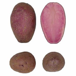 じゃがいも 種芋 【予約】 【 シャイニールビー 500g 入り】PVP 品種