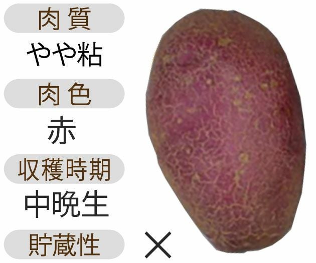 じゃがいも 種芋 【予約】 【 シャイニールビー 500g 入り】PVP 品種