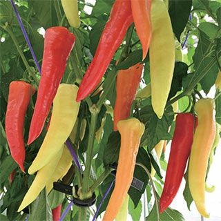 ピーマン 種 【 カラーピーマン　恋するクレヨン 】