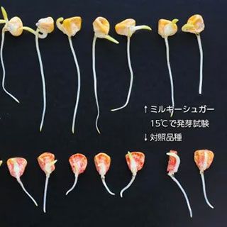 トウモロコシ 種 【 ミルキーシュガー80 】 150粒