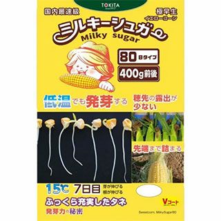 トウモロコシ 種 【 ミルキーシュガー80 】 2000粒 ( トウモロコシの種