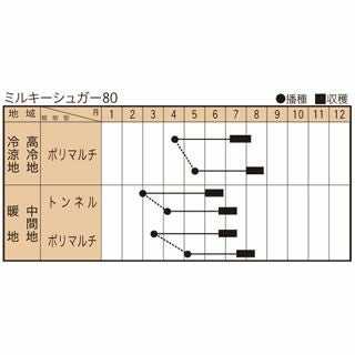 トウモロコシ 種 【 ミルキーシュガー80 】 2000粒