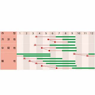 オクラ 種 【 ジュピター 】 1dl ( オクラの種 )