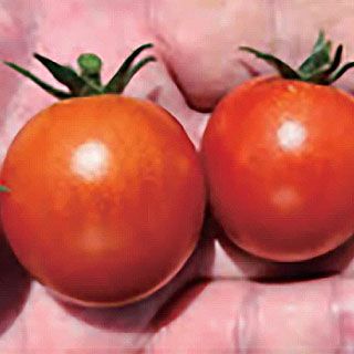 トマト 種 【 サンチェリーカムイ 】 100粒 ( トマトの種 )